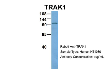 TRAK1 Rabbit Polyclonal Antibody