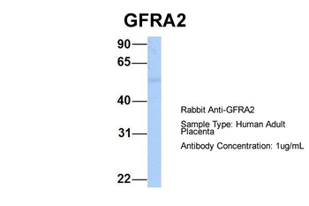 GFRA2 Rabbit Polyclonal Antibody