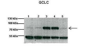 GCLC Rabbit Polyclonal Antibody