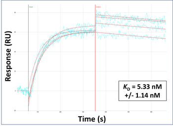 GCLC Rabbit Polyclonal Antibody