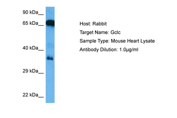 GCLC Rabbit Polyclonal Antibody