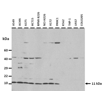 APOA2 Rabbit Polyclonal Antibody