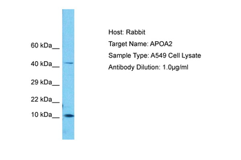 APOA2 Rabbit Polyclonal Antibody