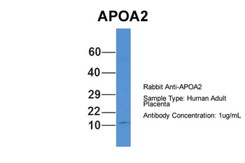 APOA2 Rabbit Polyclonal Antibody