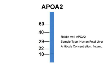 APOA2 Rabbit Polyclonal Antibody