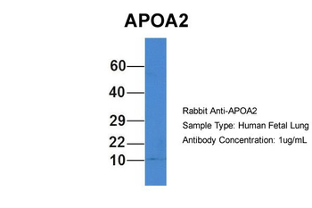 APOA2 Rabbit Polyclonal Antibody