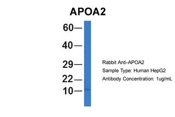 APOA2 Rabbit Polyclonal Antibody