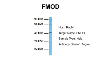 FMOD Rabbit Polyclonal Antibody