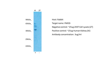FMOD Rabbit Polyclonal Antibody