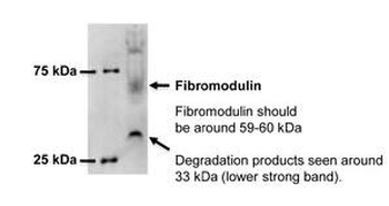 FMOD Rabbit Polyclonal Antibody