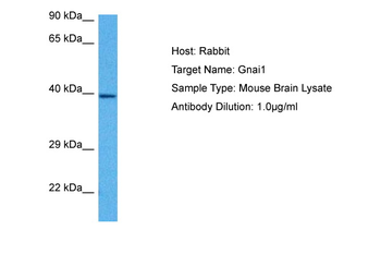 GNAI1 Rabbit Polyclonal Antibody