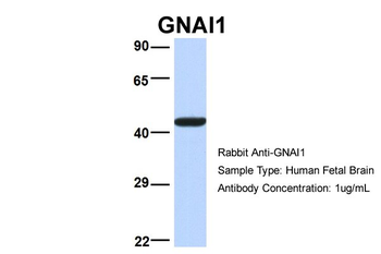 GNAI1 Rabbit Polyclonal Antibody