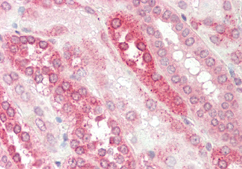 GNB1 Rabbit Polyclonal Antibody