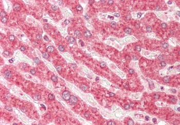 GNB1 Rabbit Polyclonal Antibody