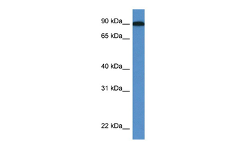 Loxl2 Rabbit Polyclonal Antibody