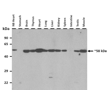 Amy1a Rabbit Polyclonal Antibody