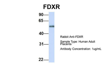 FDXR Rabbit Polyclonal Antibody