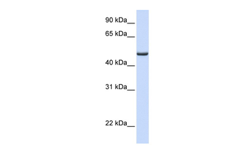 FDXR Rabbit Polyclonal Antibody