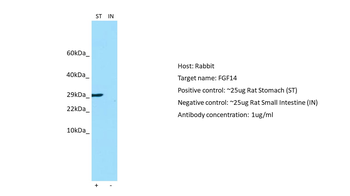FGF14 Rabbit Polyclonal Antibody