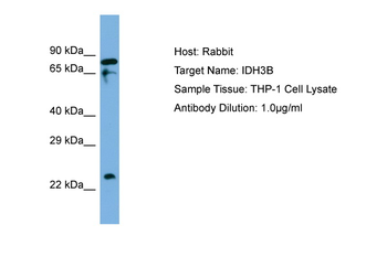 IDH3G Rabbit Polyclonal Antibody