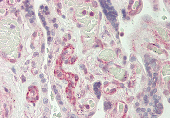 RAPGEF1 Rabbit Polyclonal Antibody