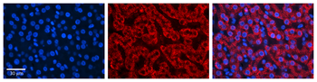HADH Rabbit Polyclonal Antibody