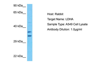 LDHA Rabbit Polyclonal Antibody