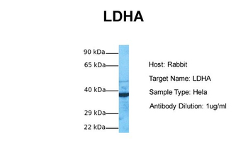 LDHA Rabbit Polyclonal Antibody