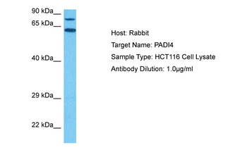 PADI4 Rabbit Polyclonal Antibody
