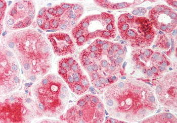 TXN2 Rabbit Polyclonal Antibody