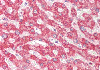 TXN2 Rabbit Polyclonal Antibody