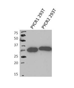 PYCR2 Rabbit Polyclonal Antibody