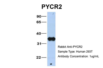 PYCR2 Rabbit Polyclonal Antibody