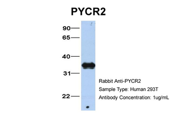 PYCR2 Rabbit Polyclonal Antibody