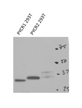 PYCR2 Rabbit Polyclonal Antibody