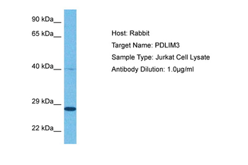 PDLIM3 Rabbit Polyclonal Antibody