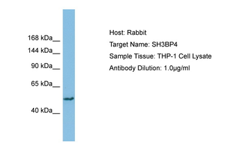 SH3BP4 Rabbit Polyclonal Antibody