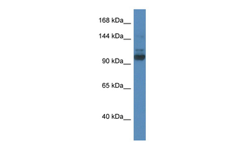 Sec31a Rabbit Polyclonal Antibody