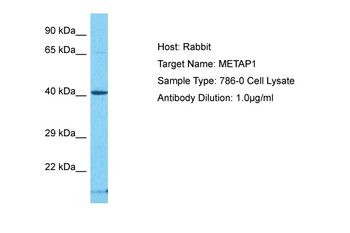 METAP1 Rabbit Polyclonal Antibody