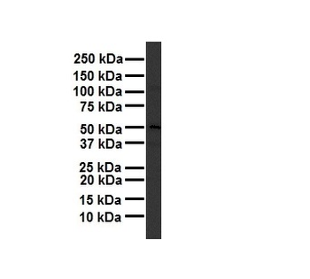 TBC1D1 Rabbit Polyclonal Antibody