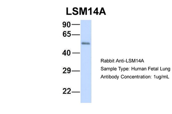 LSM14A Rabbit Polyclonal Antibody