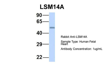 LSM14A Rabbit Polyclonal Antibody