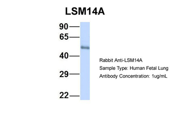 LSM14A Rabbit Polyclonal Antibody