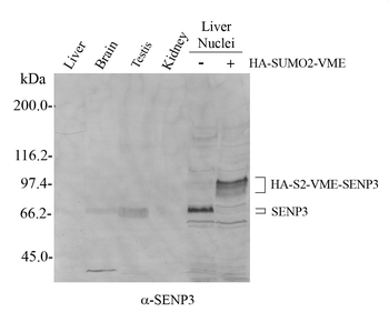 SENP3 Rabbit Polyclonal Antibody