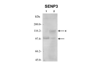 SENP3 Rabbit Polyclonal Antibody
