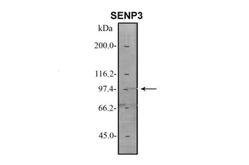 SENP3 Rabbit Polyclonal Antibody