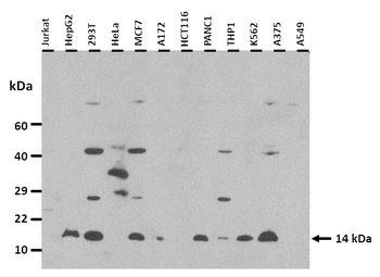 GABARAPL1 Rabbit Polyclonal Antibody