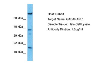 GABARAPL1 Rabbit Polyclonal Antibody