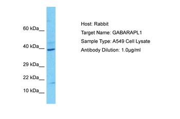 GABARAPL1 Rabbit Polyclonal Antibody