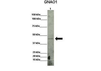 GNAO1 Rabbit Polyclonal Antibody